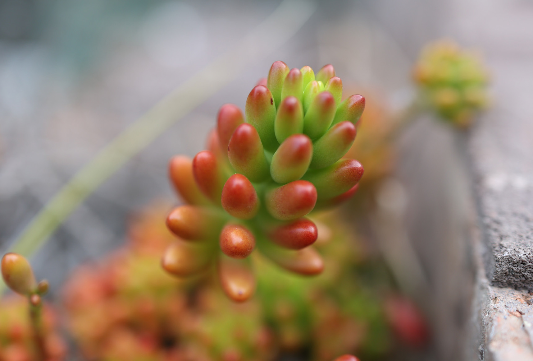 succlent plants